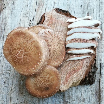 Shiitake 4