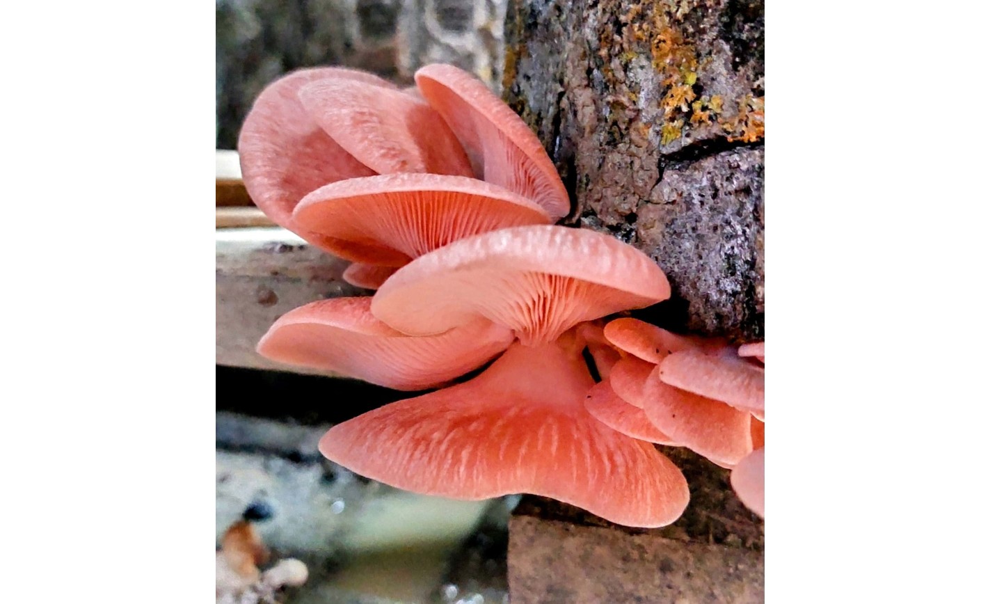 Por qué el shiitake cultivado en tronco es la seta más apreciada por chefs y consumidores