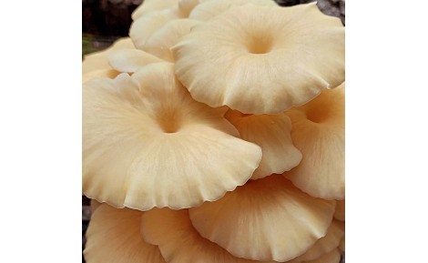 Beneficios del shiitake: la seta natural que combina sabor, salud y sostenibilidad