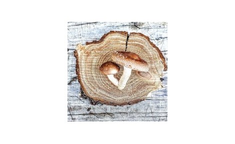 Cómo se cultiva el shiitake en tronco: el método japonés que triunfa en España