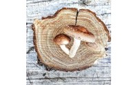Cómo se cultiva el shiitake en tronco: el método japonés que triunfa en España